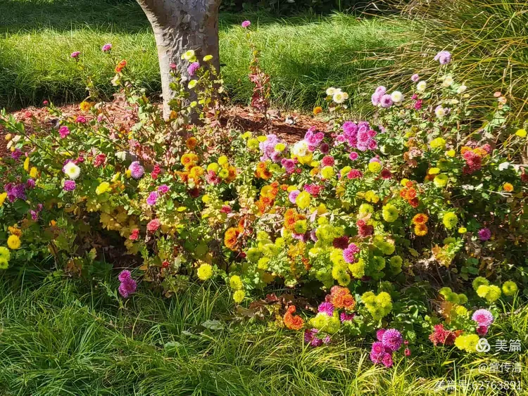 冬游曲江花影公园